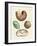 Strange Snails and Clams-null-Framed Giclee Print