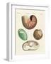 Strange Snails and Clams-null-Framed Giclee Print