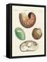 Strange Snails and Clams-null-Framed Stretched Canvas