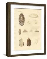 Strange Snails-null-Framed Giclee Print