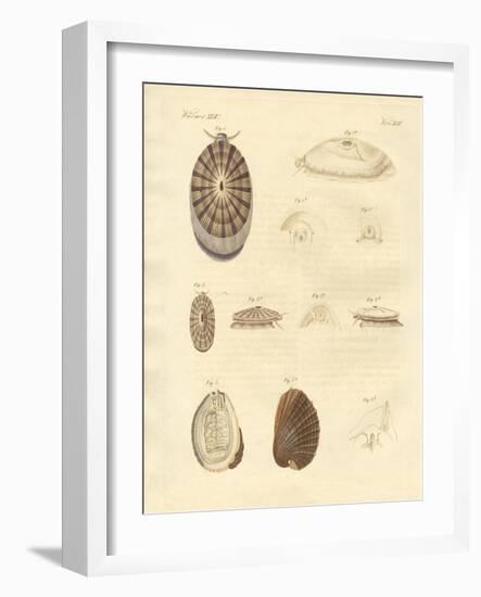 Strange Snails-null-Framed Giclee Print