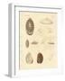 Strange Snails-null-Framed Giclee Print