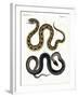 Strange Snake-null-Framed Giclee Print