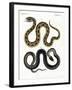 Strange Snake-null-Framed Giclee Print