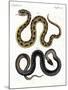Strange Snake-null-Mounted Giclee Print