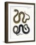 Strange Snake-null-Framed Giclee Print