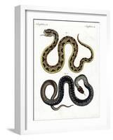 Strange Snake-null-Framed Giclee Print