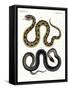 Strange Snake-null-Framed Stretched Canvas