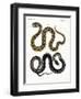 Strange Snake-null-Framed Premium Giclee Print