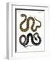 Strange Snake-null-Framed Premium Giclee Print