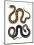 Strange Snake-null-Mounted Premium Giclee Print