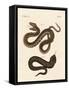 Strange Snake-null-Framed Stretched Canvas