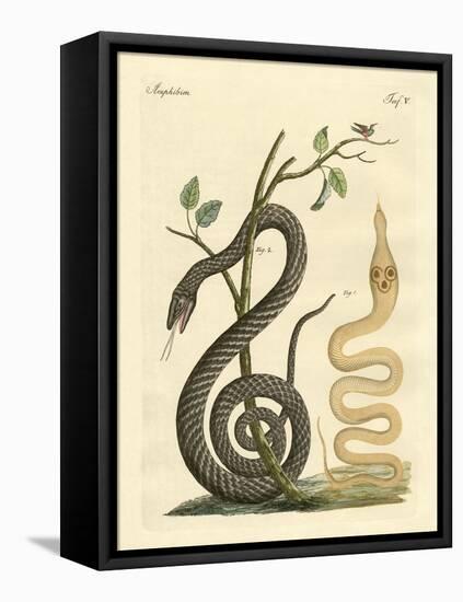 Strange Snake-null-Framed Stretched Canvas