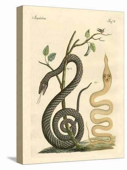 Strange Snake-null-Stretched Canvas