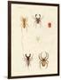 Strange Spiders-null-Framed Premium Giclee Print