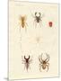 Strange Spiders-null-Mounted Premium Giclee Print