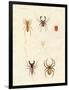 Strange Spiders-null-Framed Premium Giclee Print