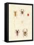 Strange Spiders-null-Framed Stretched Canvas