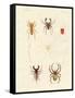 Strange Spiders-null-Framed Stretched Canvas
