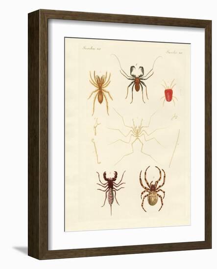 Strange Spiders-null-Framed Giclee Print