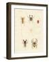 Strange Spiders-null-Framed Giclee Print