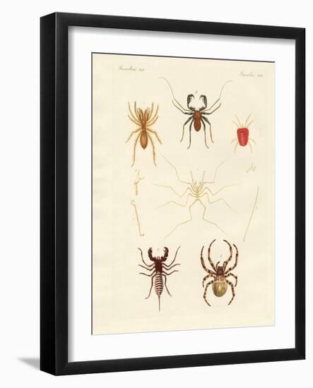 Strange Spiders-null-Framed Giclee Print