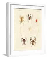 Strange Spiders-null-Framed Giclee Print