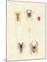 Strange Spiders-null-Mounted Giclee Print