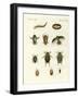 Strange Swimming Beetles-null-Framed Giclee Print