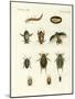 Strange Swimming Beetles-null-Mounted Giclee Print