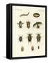 Strange Swimming Beetles-null-Framed Stretched Canvas