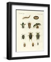 Strange Swimming Beetles-null-Framed Giclee Print