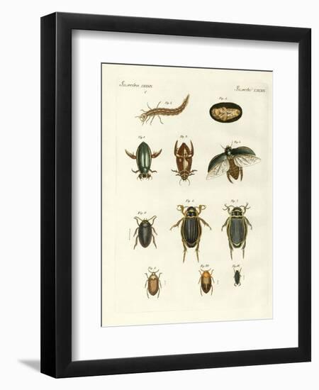 Strange Swimming Beetles-null-Framed Giclee Print