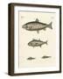 Strange Trading Fish-null-Framed Giclee Print