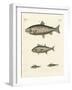 Strange Trading Fish-null-Framed Giclee Print