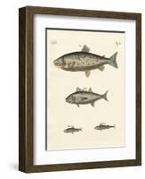 Strange Trading Fish-null-Framed Giclee Print