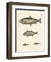 Strange Trading Fish-null-Framed Giclee Print