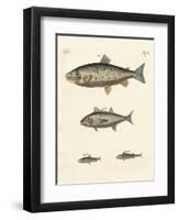 Strange Trading Fish-null-Framed Giclee Print