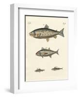Strange Trading Fish-null-Framed Giclee Print