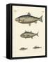 Strange Trading Fish-null-Framed Stretched Canvas