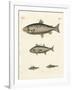 Strange Trading Fish-null-Framed Giclee Print