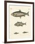 Strange Trading Fish-null-Framed Giclee Print