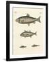 Strange Trading Fish-null-Framed Giclee Print