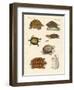 Strange Turtles-null-Framed Giclee Print