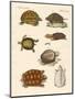 Strange Turtles-null-Mounted Giclee Print