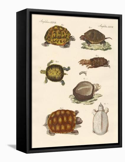 Strange Turtles-null-Framed Stretched Canvas