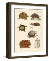 Strange Turtles-null-Framed Giclee Print