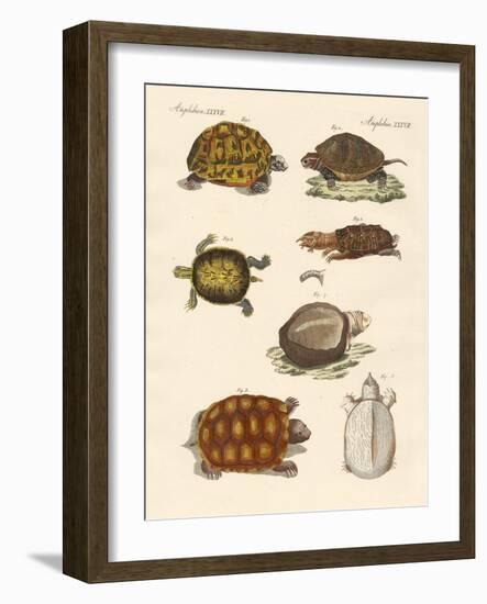 Strange Turtles-null-Framed Giclee Print