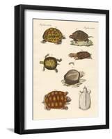 Strange Turtles-null-Framed Giclee Print