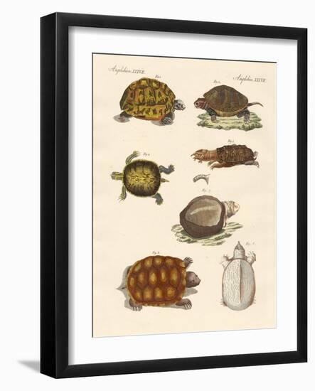 Strange Turtles-null-Framed Giclee Print